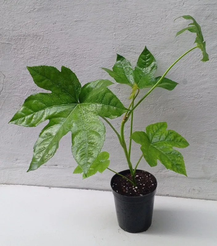 Фатсия японская (Fatsia japonica). Экзотические цветы для дома и офиса — фото 1 Фатсия японская (Fatsia japonica). Экзотические цветы для дома и офиса — фото 1