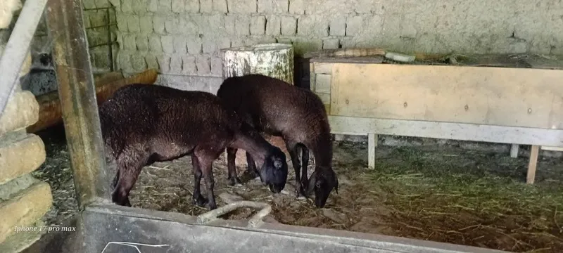 Sovliq qoʻylar sotiladi