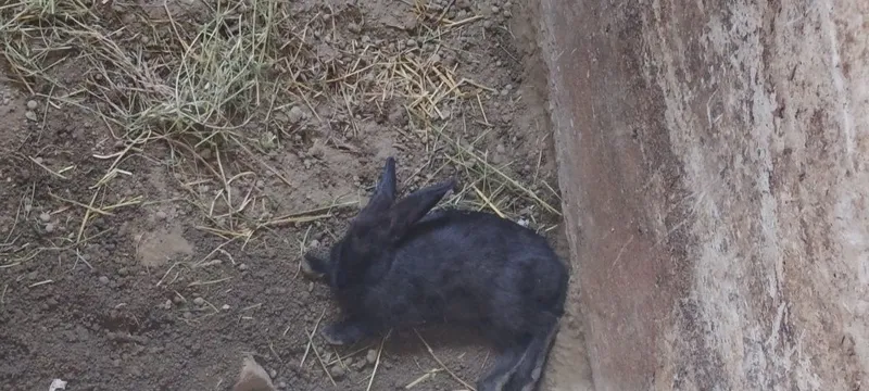 Quyonlar sotiladi kafolati bilan 3