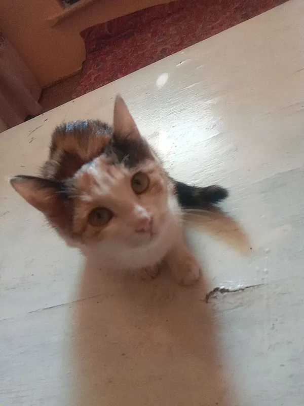 koshka 2