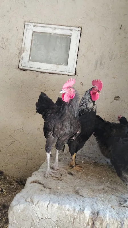 Xurozlar sotiladi Qora shaxzoda tuximidan chiqqan — фото 2