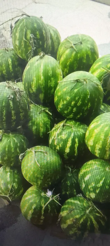 Продаются арбузы 1
