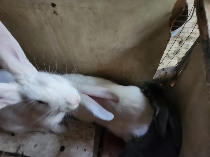 Quyon sotiladi 5 ta 3 Quyon sotiladi 5 ta 3