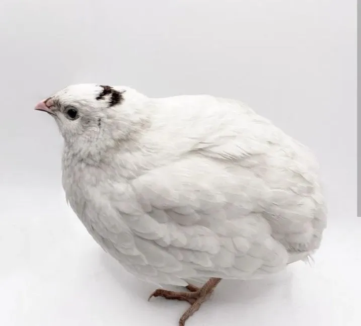 Beligigant bedana sotiladi