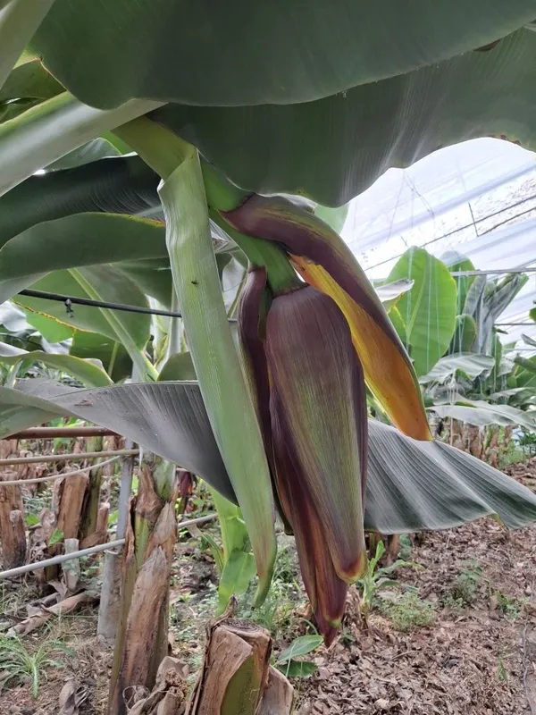Banan kuchatlari niholi, Росток банана, Банан кучати нихоли 2 Banan kuchatlari niholi, Росток банана, Банан кучати нихоли 2