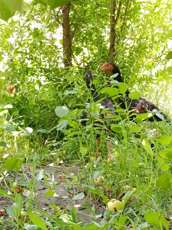 Privaznoy jujalar sotiladi 6