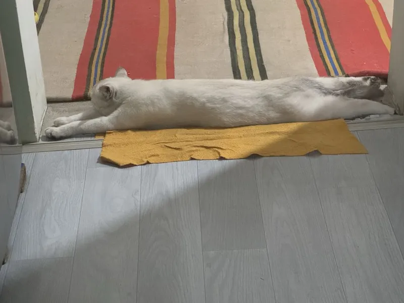 Красивый кот для вязки 2 Красивый кот для вязки 2