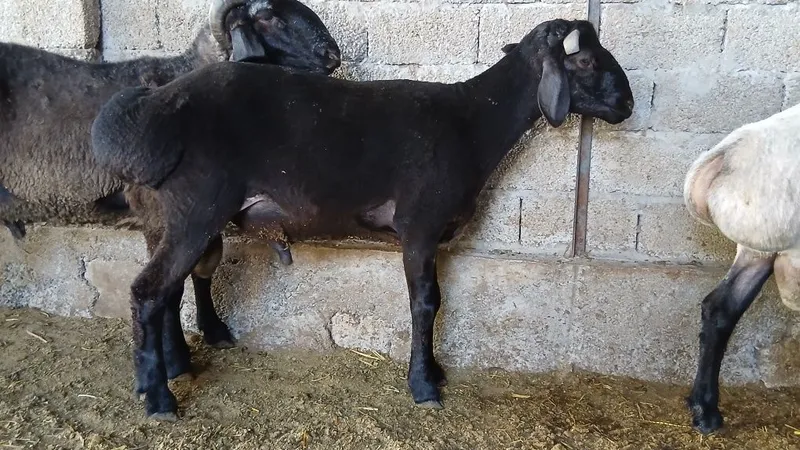 3 ta qoʻchqor sotiladi 4
