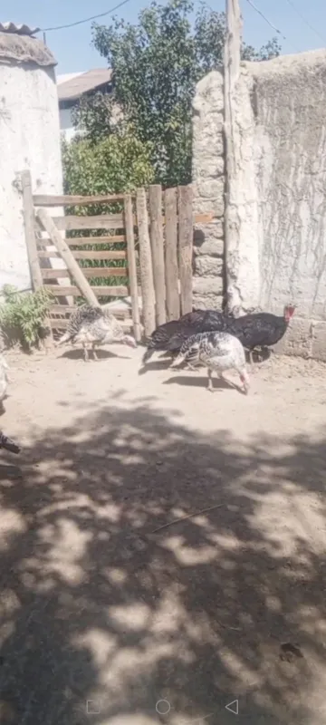 Kurka tovuqlari sotiladi 3 Kurka tovuqlari sotiladi 3