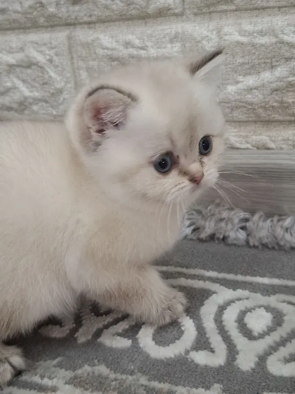 Кошка Белая шиншилла — фото 1