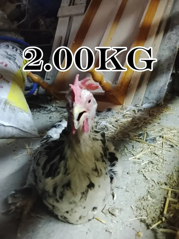 1ta xoroz va 9ta tovuq sotiladi 6 1ta xoroz va 9ta tovuq sotiladi 6