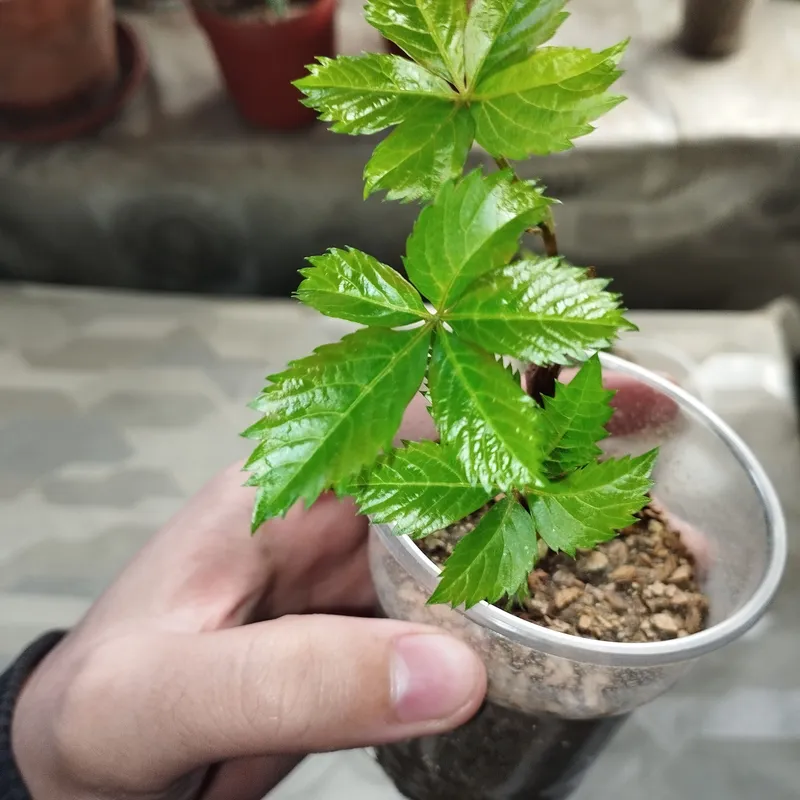 Parthenocissusning