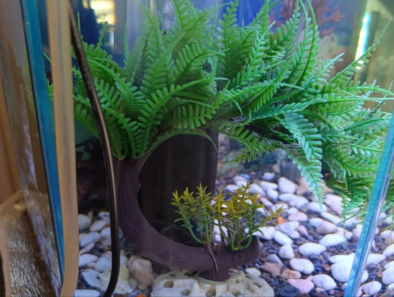 Akvarium Sifatli — фото 3