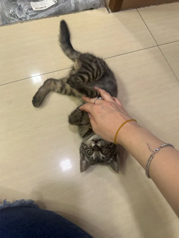 Отдам даром котенка — фото 4
