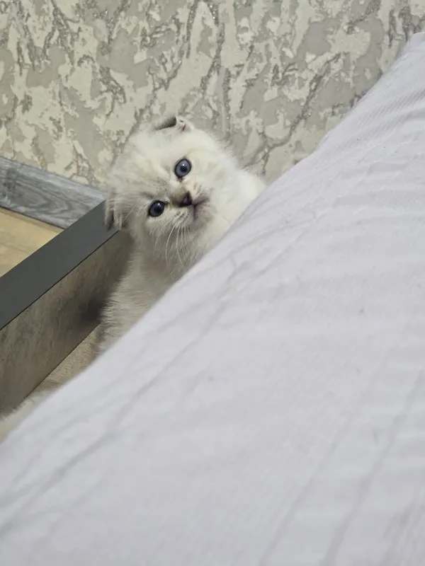Продаются породистые котята скотиш фолд 2 девочки и 2 мальчика — фото 6