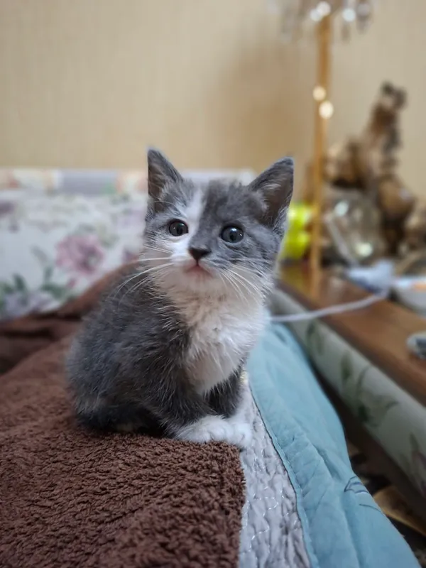 отдам котенка бесплатно