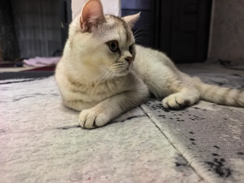 Британская короткошерстная (British Shorthair)