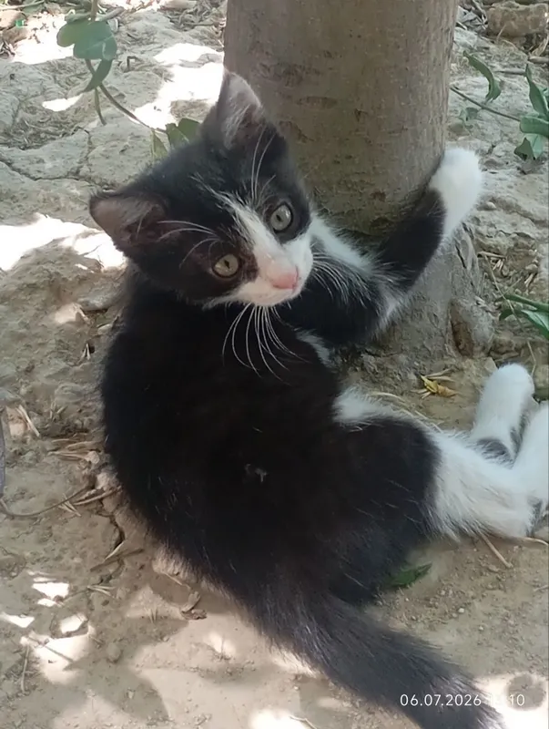 Котята мальчики домашние пристраиваются в добрые руки 1