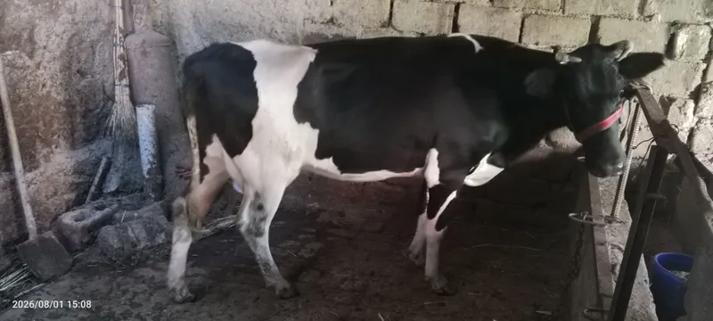 Ona bola sigir sotiladi 2