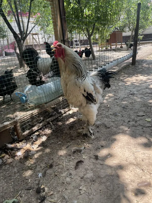 brama palvi va svetli xurozlari sotladi 7 brama palvi va svetli xurozlari sotladi 7