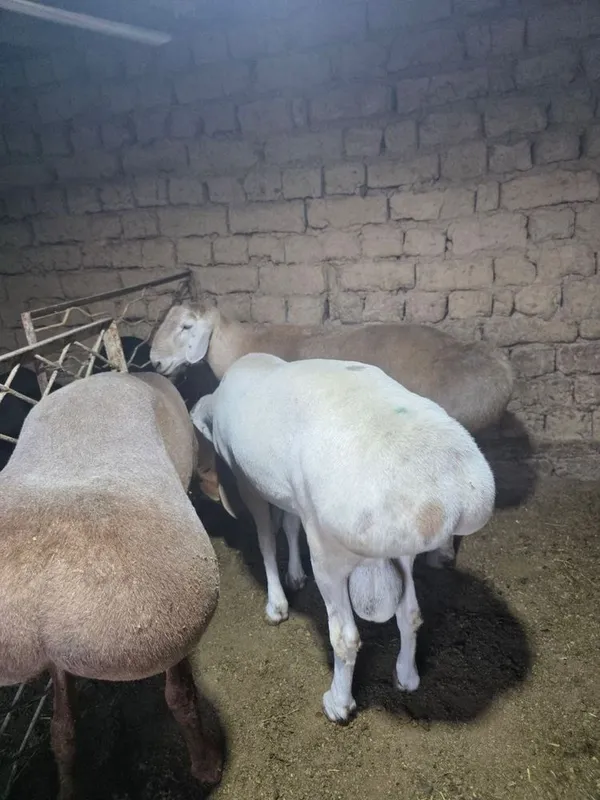 Qochqotlar zotga sotiladi 3