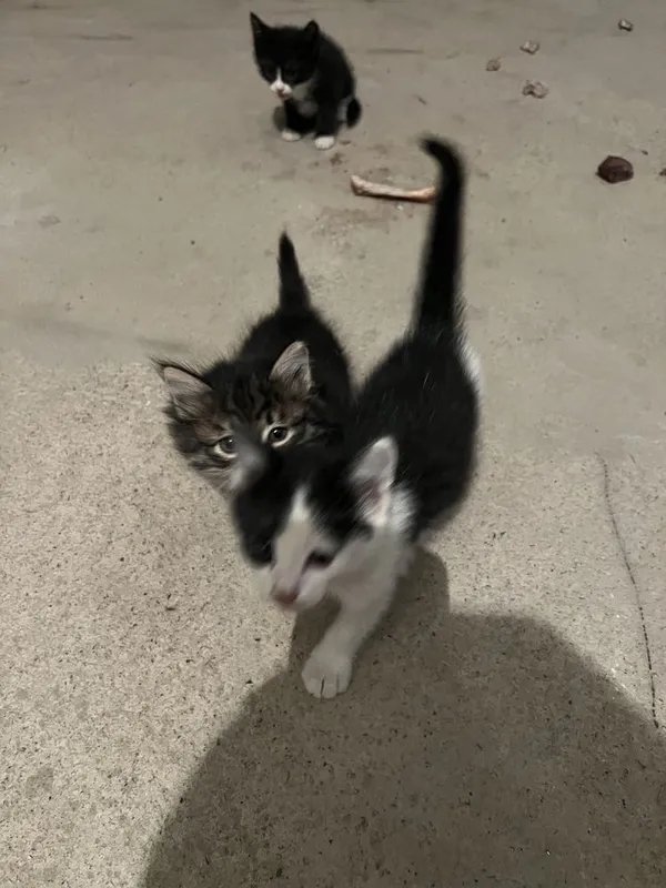 Котята передатим