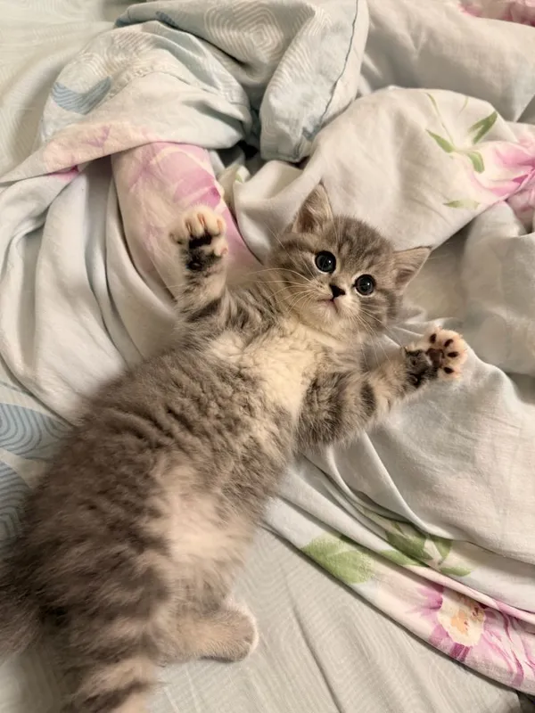 Скоттиш Страйт девочка — фото 4