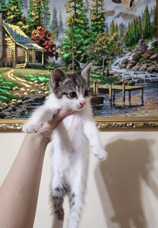 Отдам котят 1,5 месяцев — фото 2
