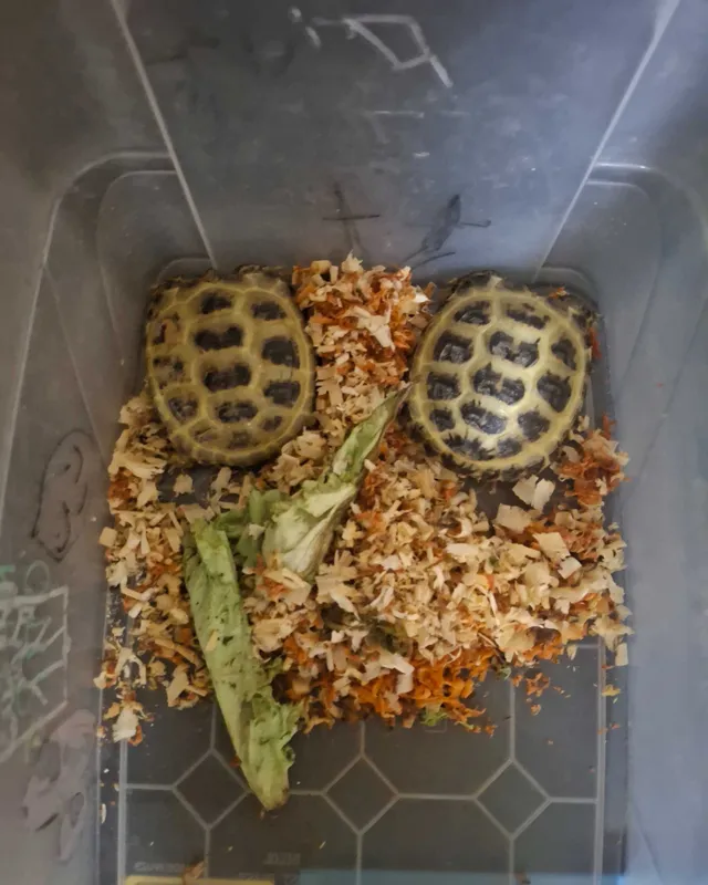 Toshbaqalar 1,5 yoshda Toshbaqalar 1,5 yoshda