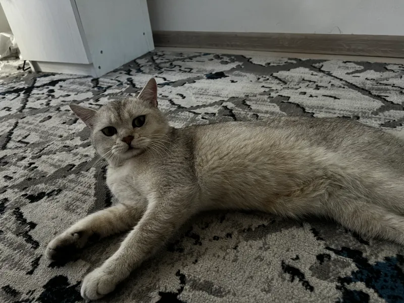 Britanski serebristi shinshilla: 1 Britanski serebristi shinshilla: 1