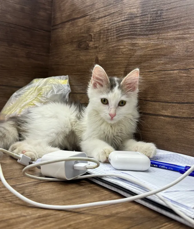 Котенок ищет дом 3