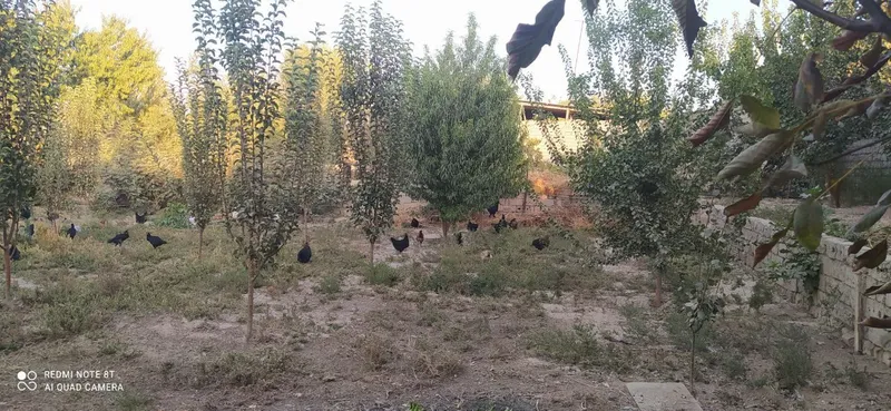 8 sotik Piskent tumani birlik maxallasi navrov ko'chasi 4-uy — фото 2