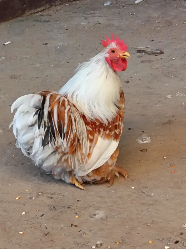 Choyne xoroz sotladi 1 Choyne xoroz sotladi 1