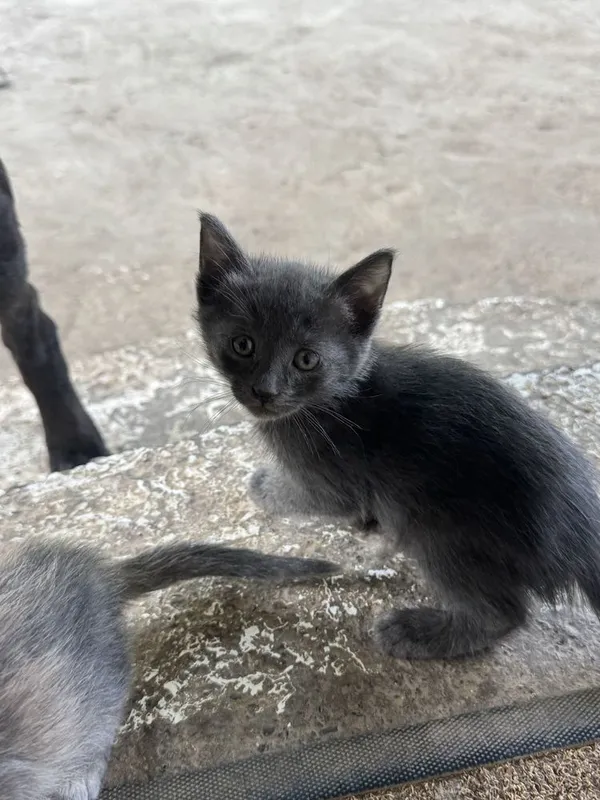Котята 1,5 месячные! Приучены к лотку! Бесплатно! — фото 6 Котята 1,5 месячные! Приучены к лотку! Бесплатно! — фото 6