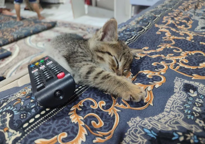 Котенок в добрые руки — фото 2