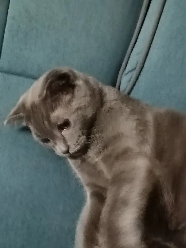Кот Scottish Fold, 4-месячный, веселый, ухоженный 1 Кот Scottish Fold, 4-месячный, веселый, ухоженный 1