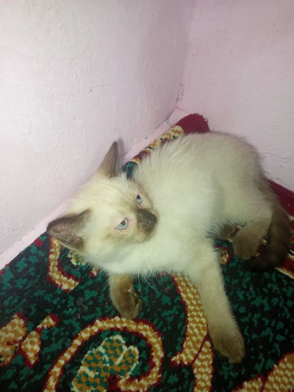 Mushuk tez va arzon sotiladi 3 Mushuk tez va arzon sotiladi 3