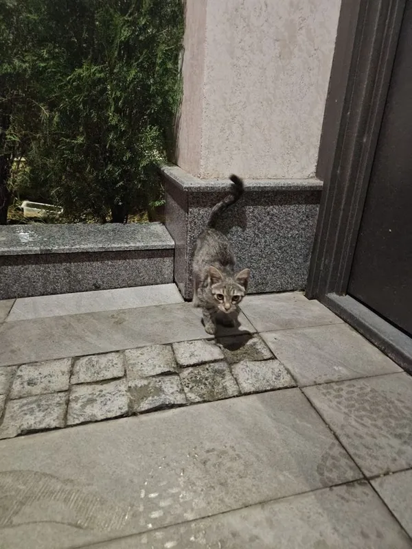 Домашние котята — фото 1