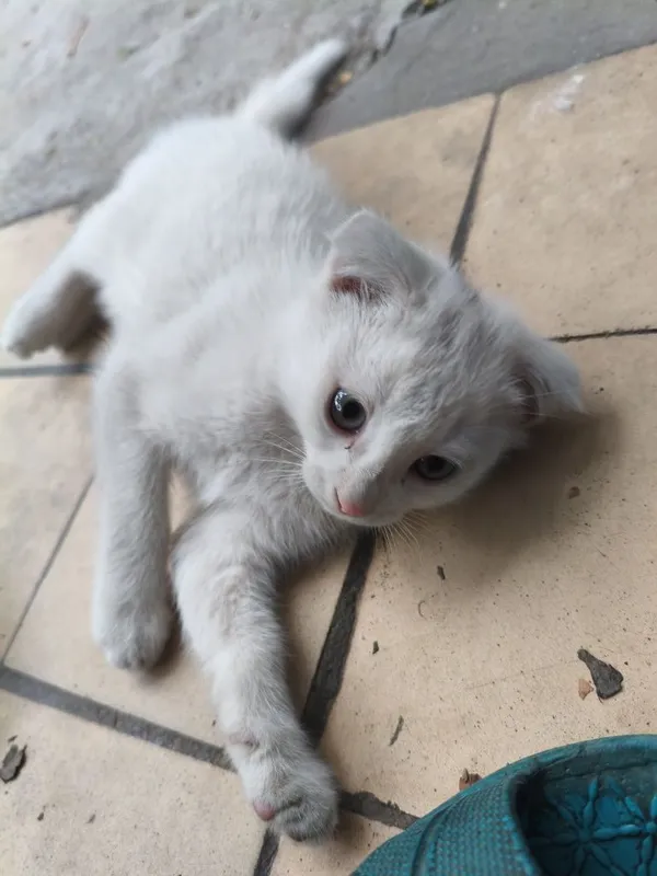 Котята очень хорошие добрые игривые — фото 3