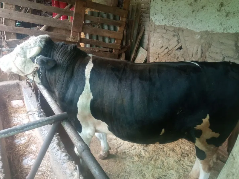 Qurbonlikga tayyor buqa sotiladi — фото 4