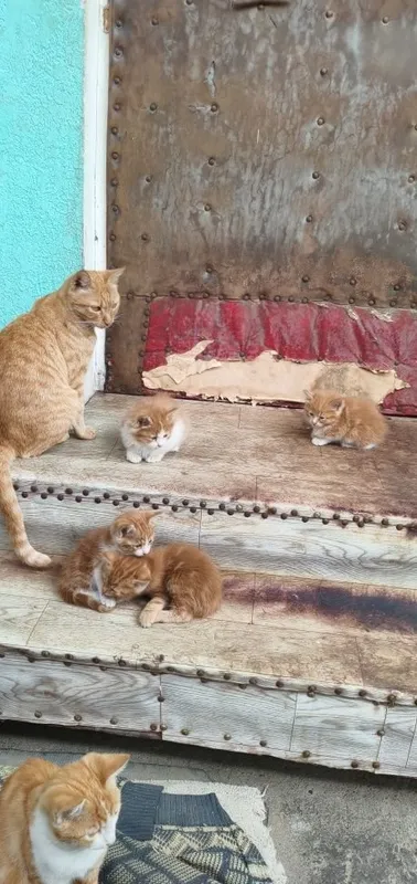 Mushukchalarni yaxshi qo‘llarga beraman 3 Mushukchalarni yaxshi qo‘llarga beraman 3