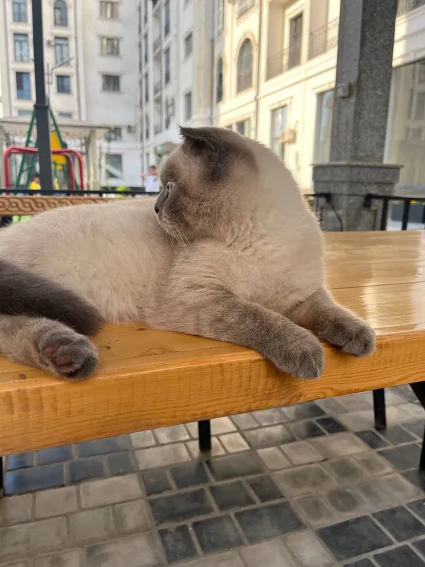 Rechirt Shahrisabz вязка — фото 5
