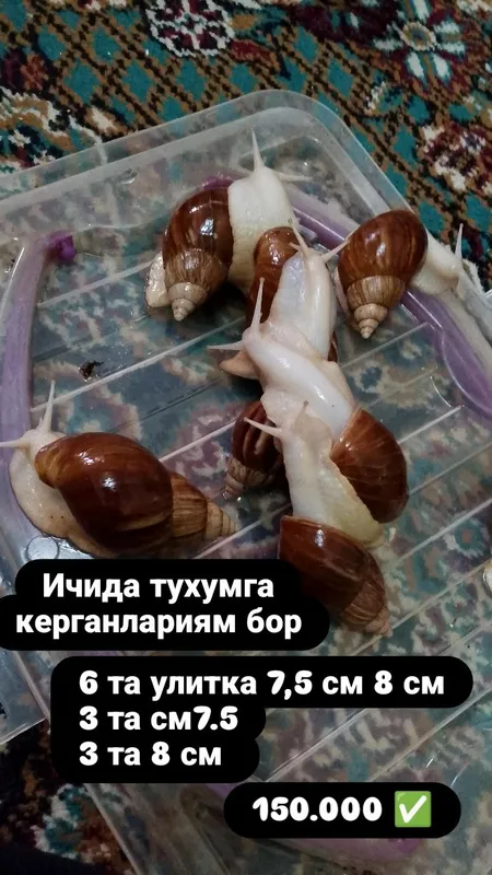 улитка