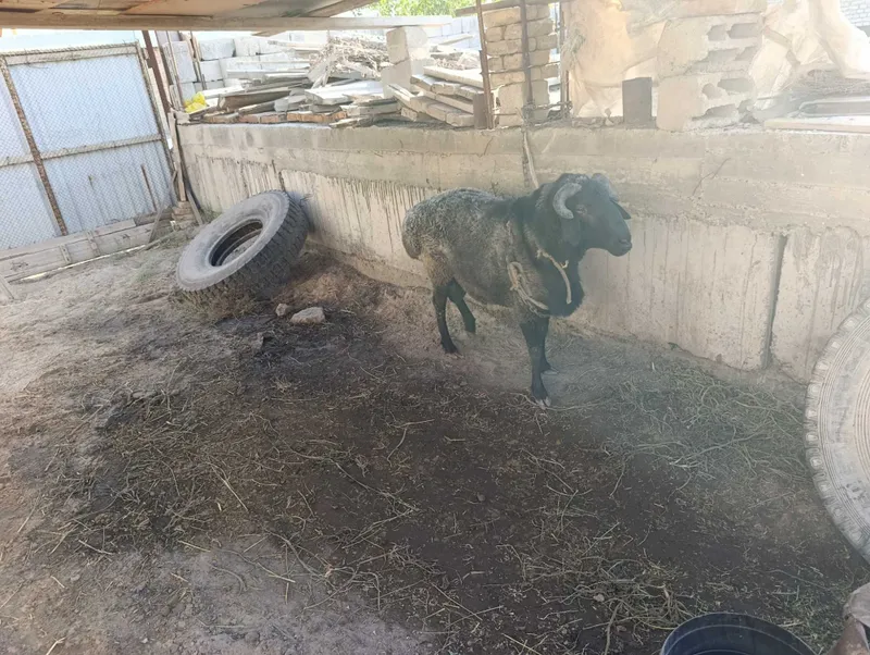 Qo'chqor sotiladi 4
