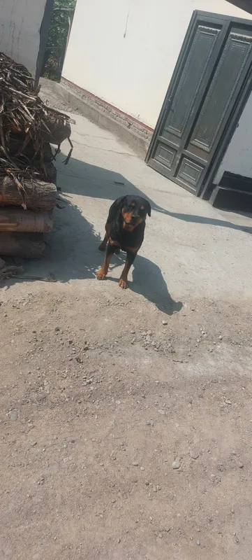 it 1yil 6oy zoti rotveyler tozza qon qorovul — фото 3