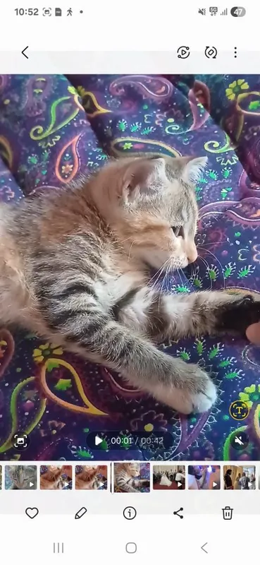 Отдам двух котят даром в добрые руки 2