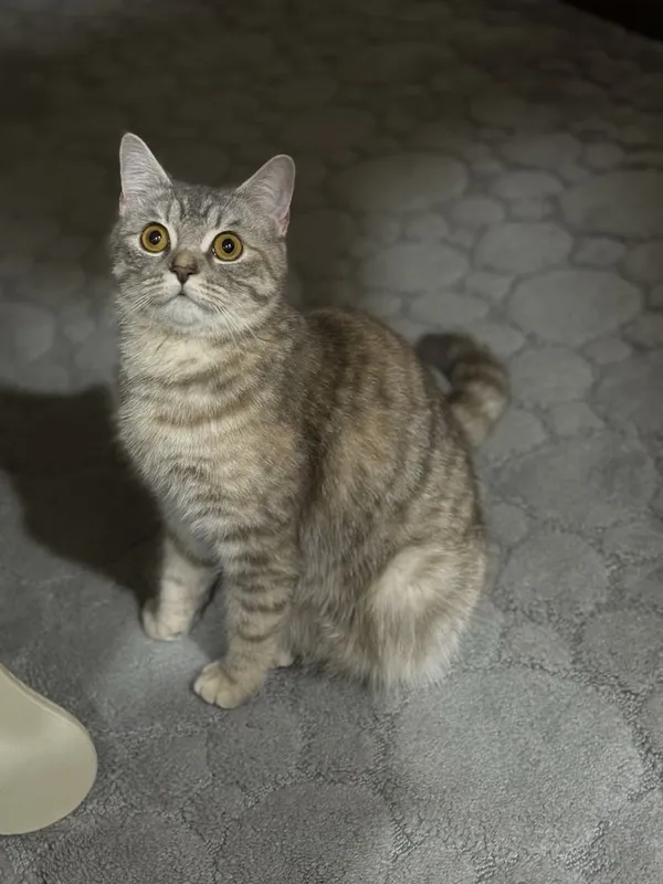 Скотиш страйт Хадияга 2 Скотиш страйт Хадияга 2