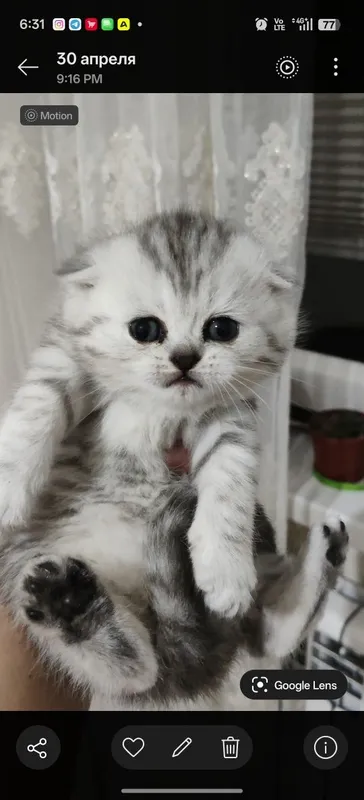 Котята вислоухий продаются — фото 2