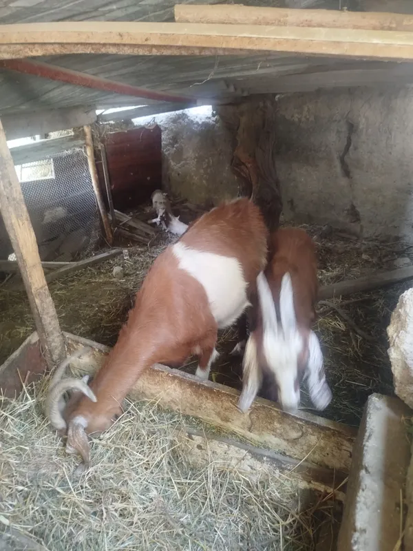 echki bolasi blan sotiladi tezda echki bolasi blan sotiladi tezda