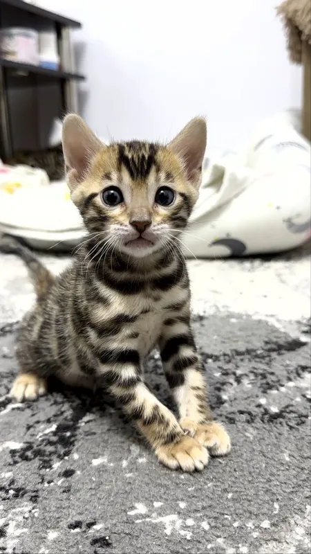 Клубные бенгальские котята 1 Клубные бенгальские котята 1